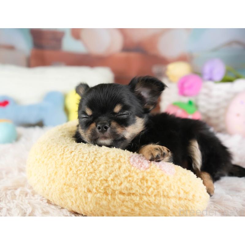 販売中の埼玉県のチワワ(ロングコート)-451125の4枚目