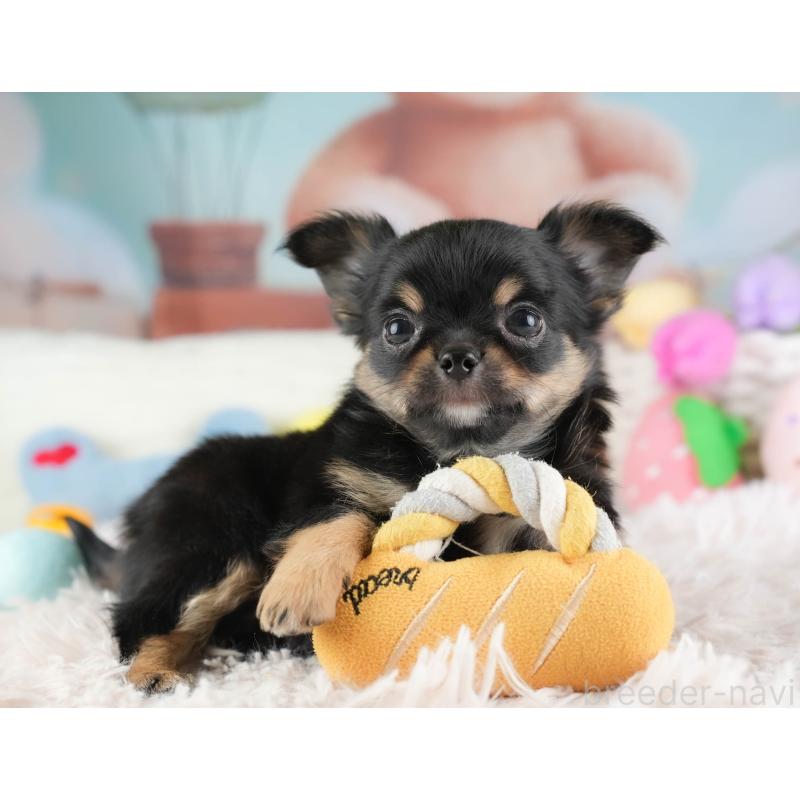 販売中の埼玉県のチワワ(ロングコート)-451125の3枚目