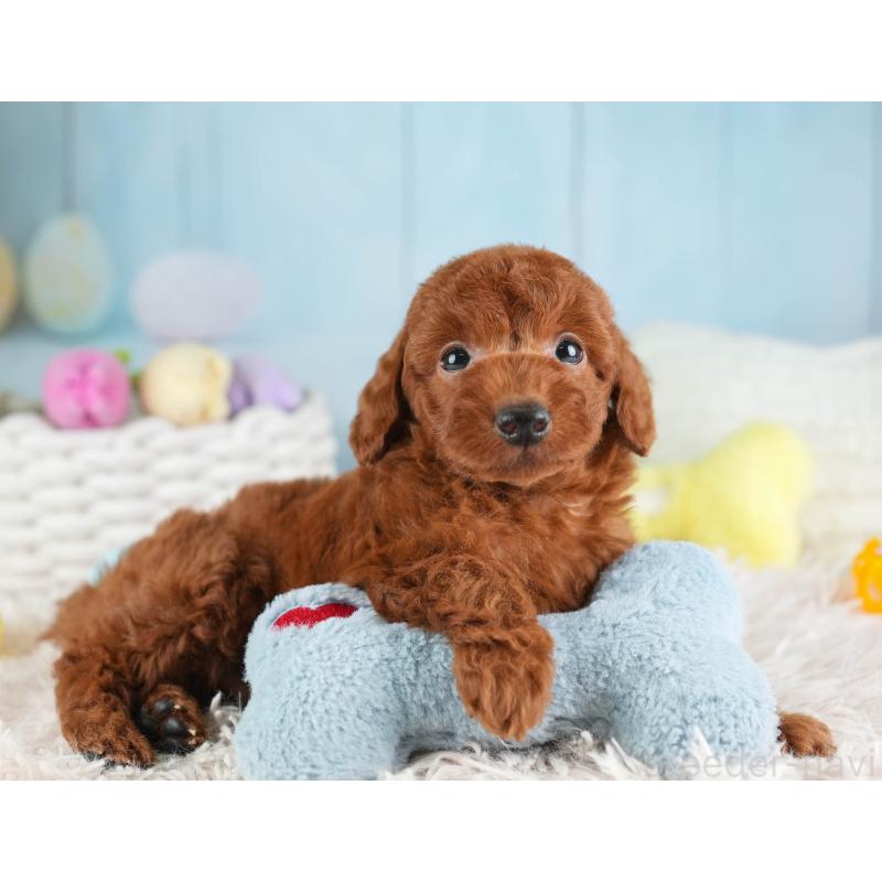 販売中の埼玉県のトイプードル-451110の11枚目