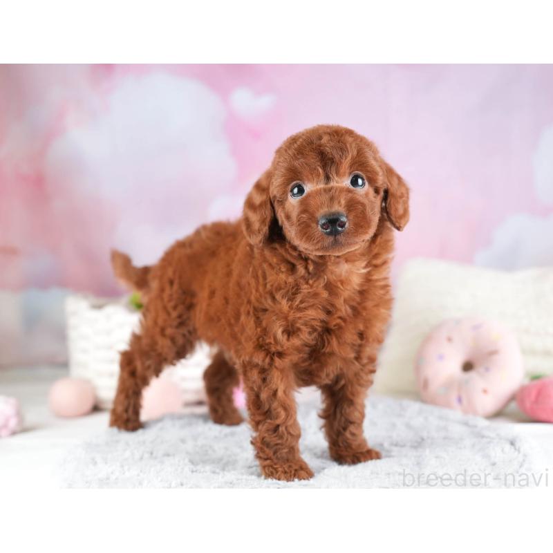 販売中の埼玉県のトイプードル-451110の10枚目