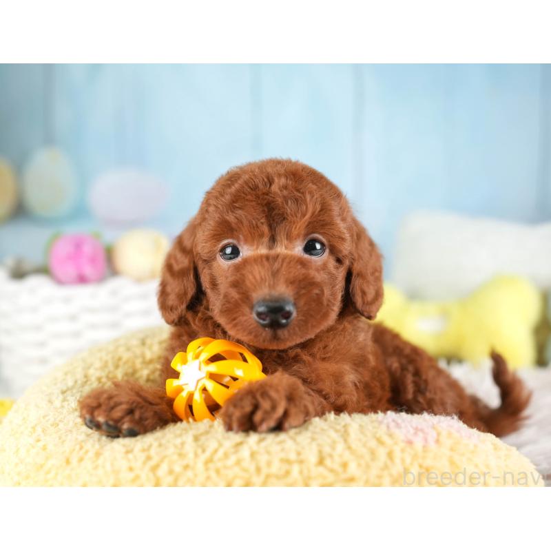 販売中の埼玉県のトイプードル-451110の9枚目