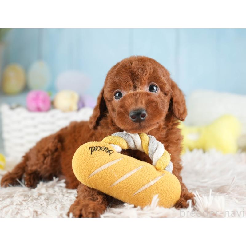 販売中の埼玉県のトイプードル-451110の8枚目