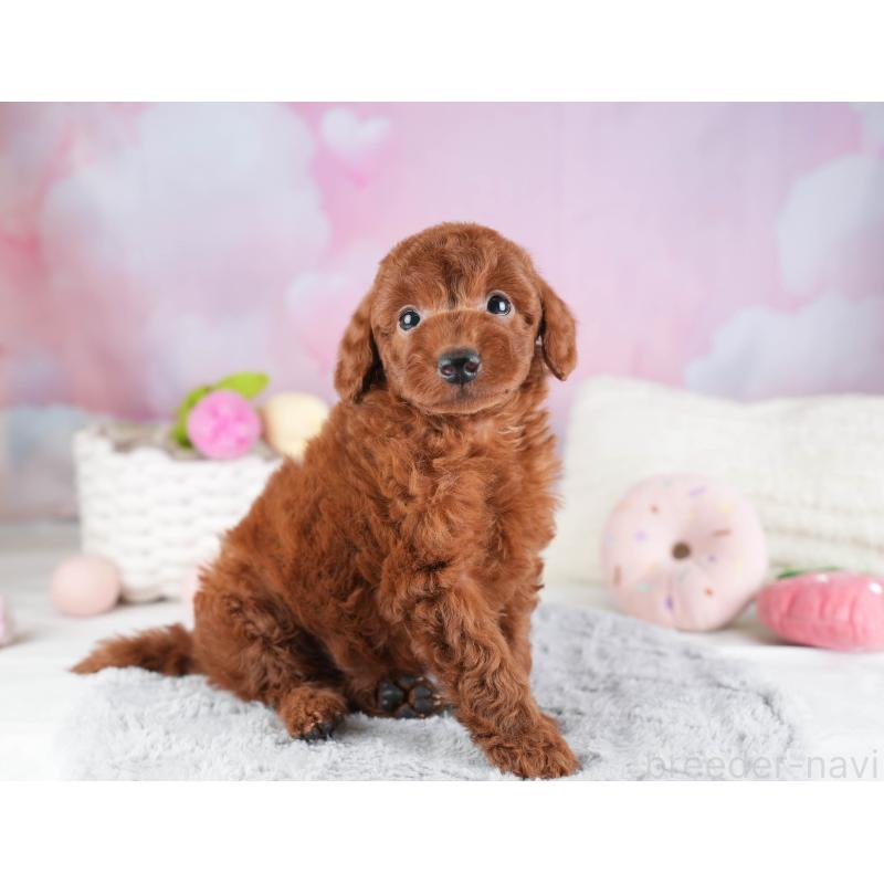 販売中の埼玉県のトイプードル-451110の6枚目