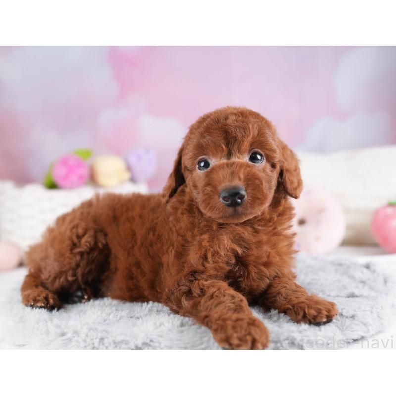 販売中の埼玉県のトイプードル-451110の5枚目