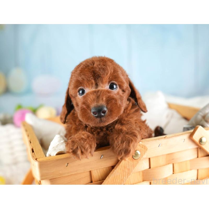 販売中の埼玉県のトイプードル-451110の4枚目