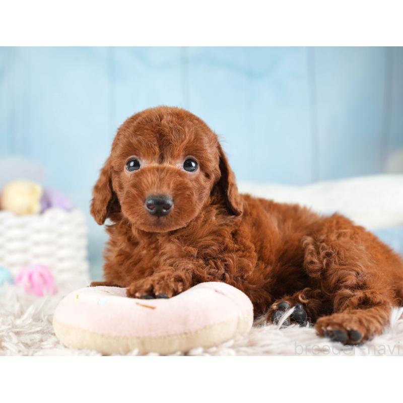 販売中の埼玉県のトイプードル-451110の3枚目