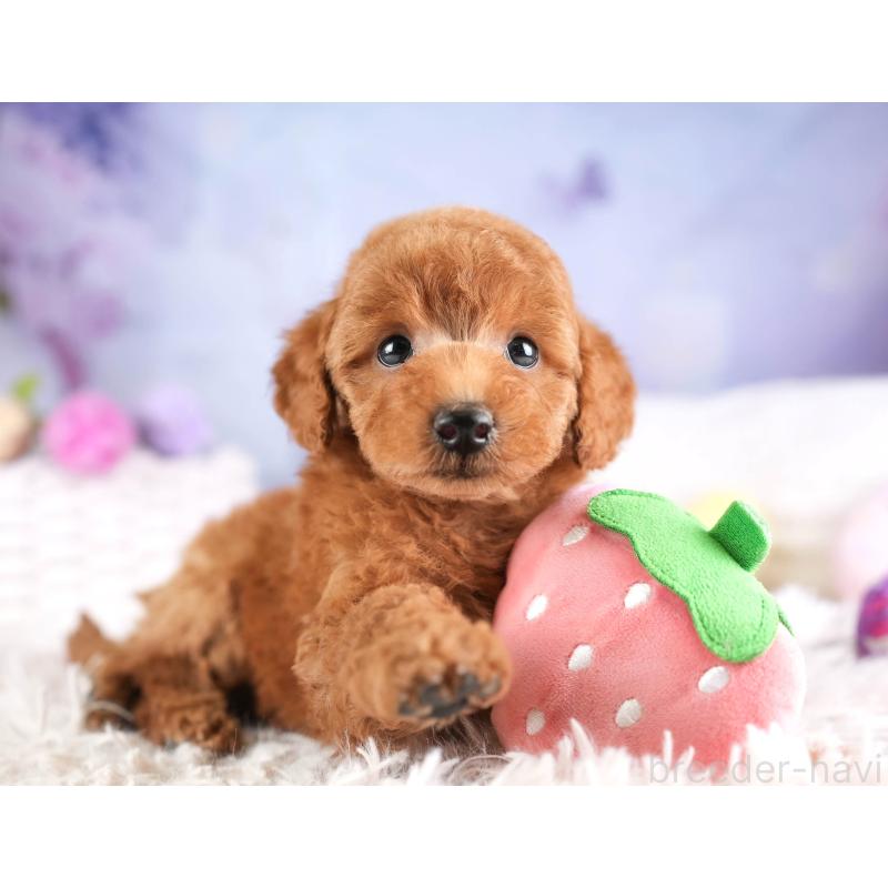 販売中の埼玉県のトイプードル-451108の12枚目