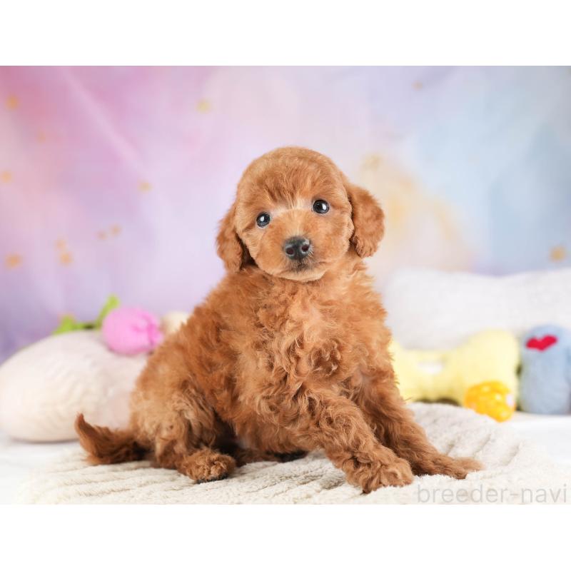 販売中の埼玉県のトイプードル-451108の11枚目