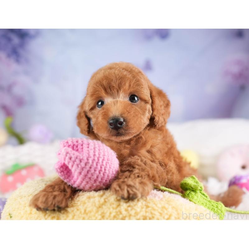 販売中の埼玉県のトイプードル-451108の8枚目