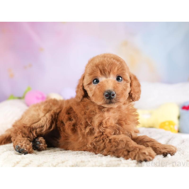 販売中の埼玉県のトイプードル-451108の7枚目