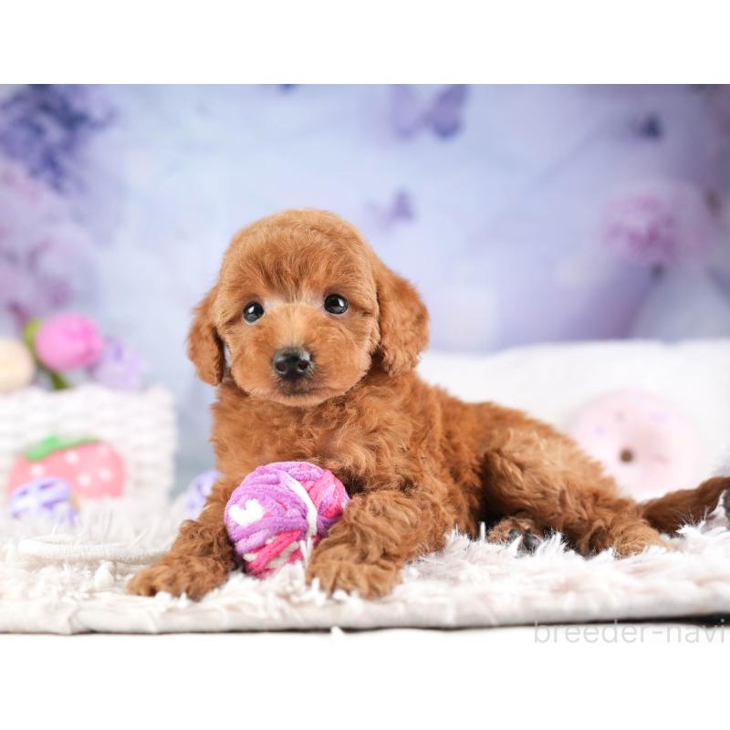 販売中の埼玉県のトイプードル-451108の5枚目