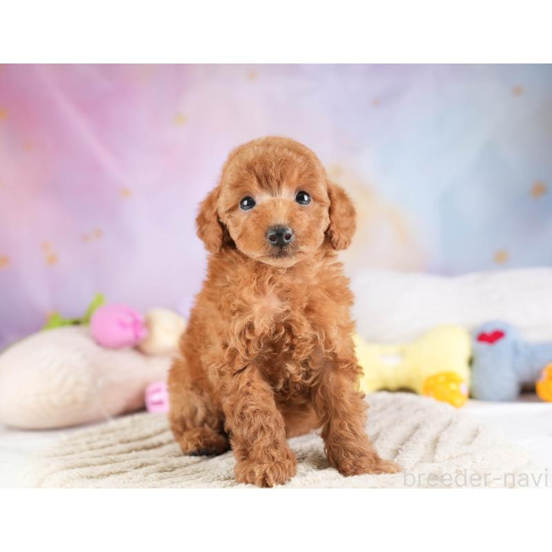 販売中の埼玉県のトイプードル-451108の3枚目