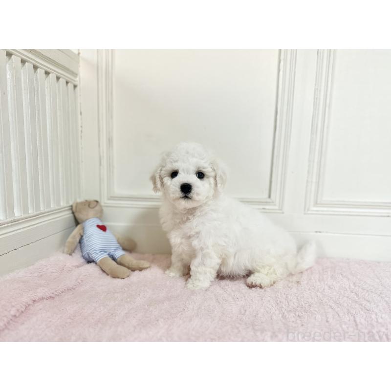 販売中の京都府のビションフリーゼ-451043の4枚目