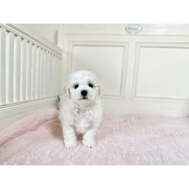 販売中の京都府のビションフリーゼ-451043の3枚目