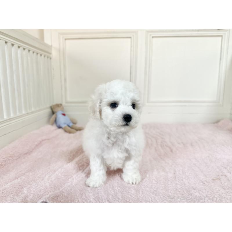 販売中の京都府のビションフリーゼ-451043の2枚目