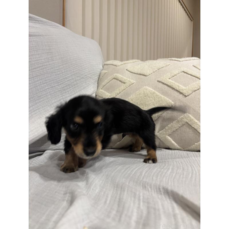 販売中の福岡県のミニチュアダックスフンド(ロングヘアード)-451044の2枚目