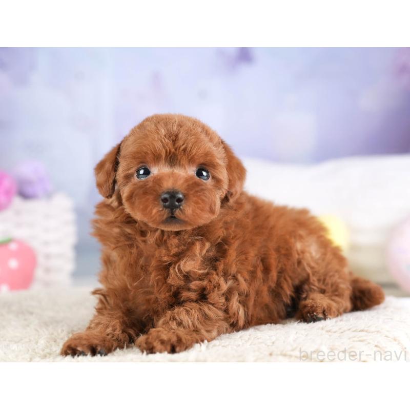 販売中の埼玉県のトイプードル-451106の11枚目