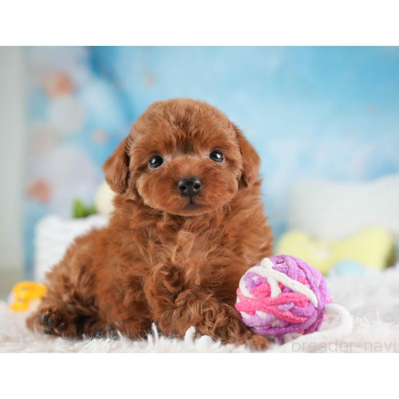 販売中の埼玉県のトイプードル-451106の9枚目