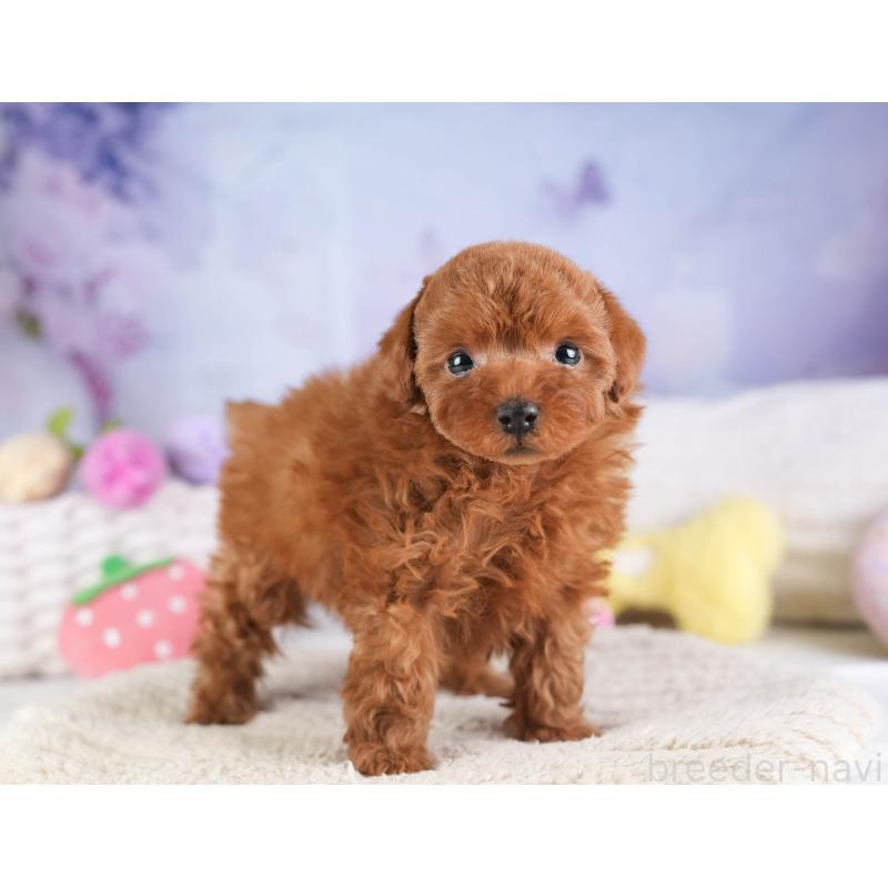 販売中の埼玉県のトイプードル-451106の8枚目