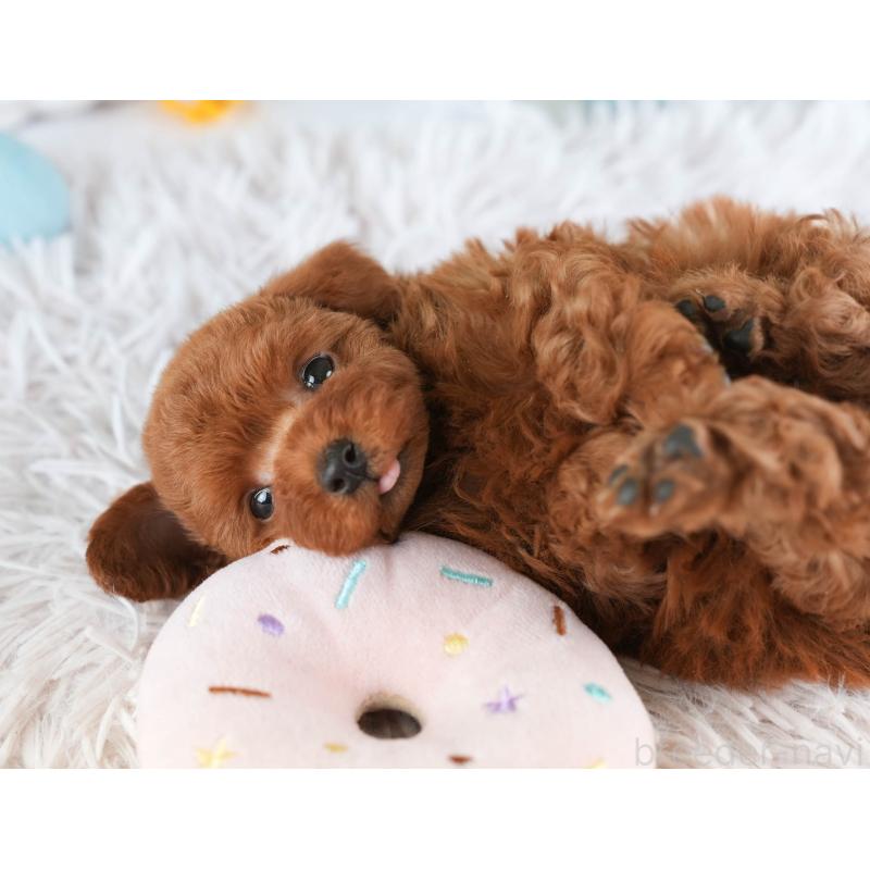 販売中の埼玉県のトイプードル-451106の7枚目