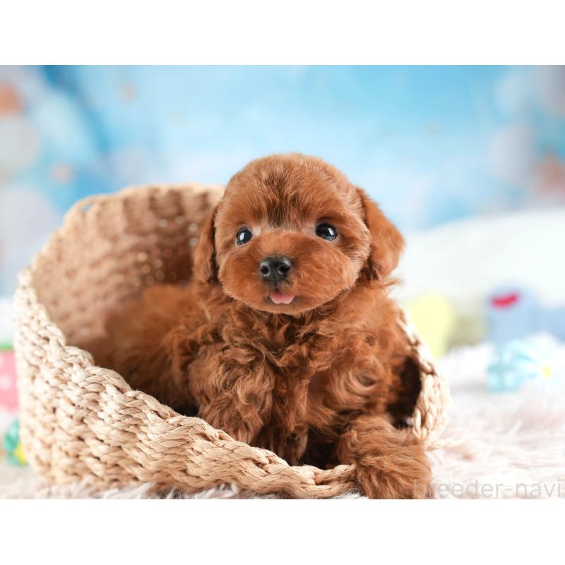 販売中の埼玉県のトイプードル-451106の6枚目