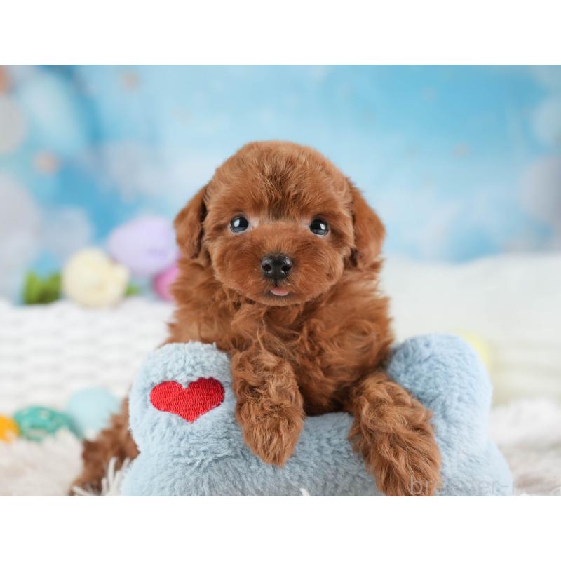 販売中の埼玉県のトイプードル-451106の5枚目