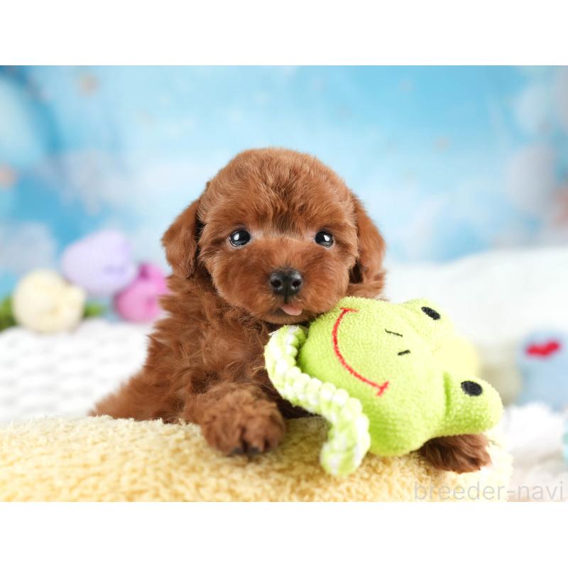 販売中の埼玉県のトイプードル-451106の4枚目