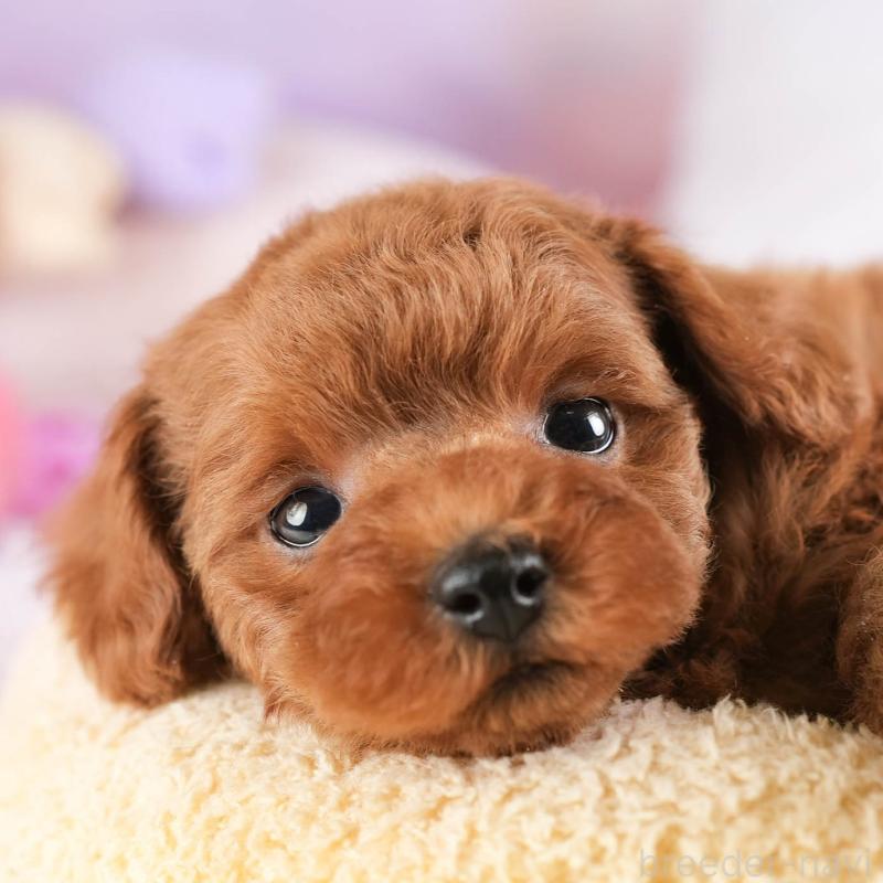 販売中の埼玉県のトイプードル-451105の1枚目