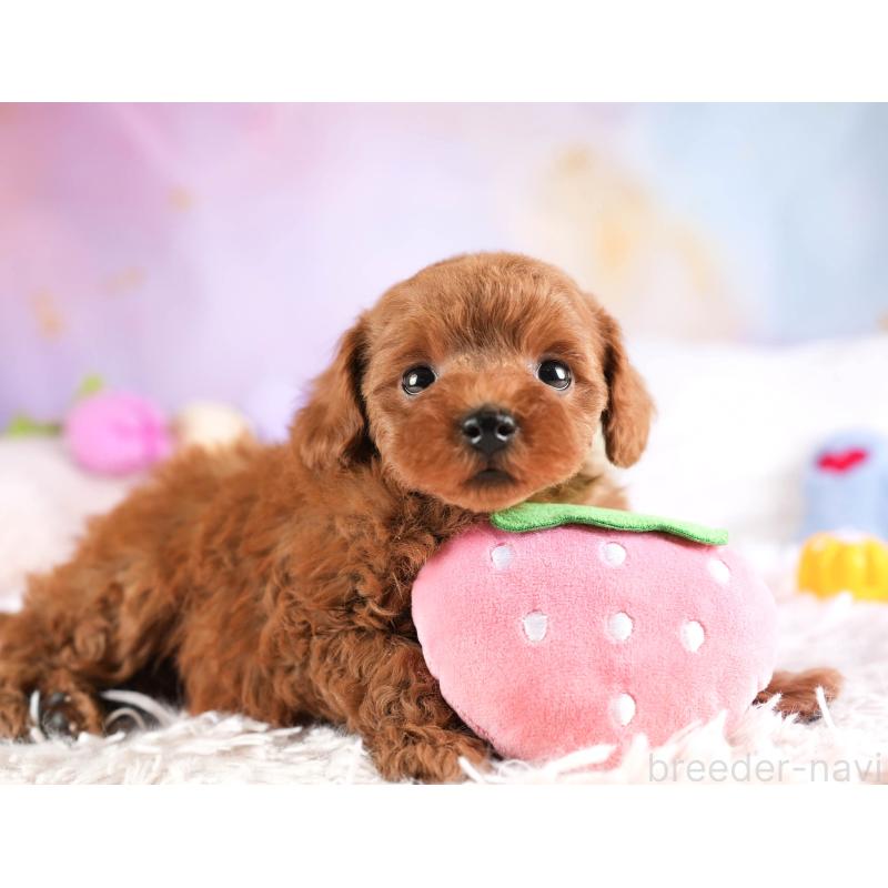 販売中の埼玉県のトイプードル-451105の11枚目