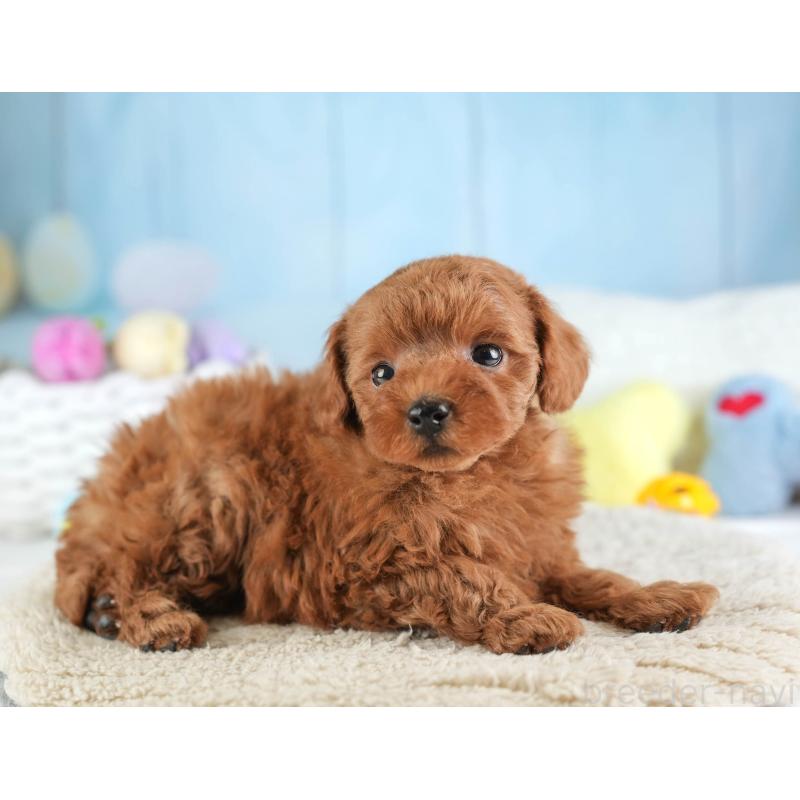 販売中の埼玉県のトイプードル-451105の9枚目