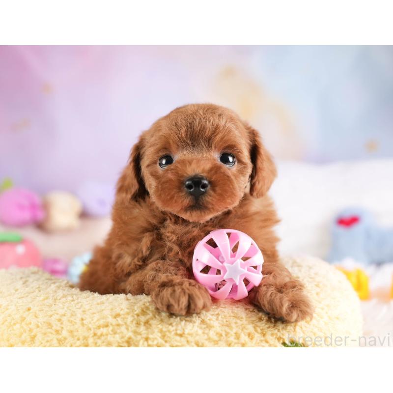 販売中の埼玉県のトイプードル-451105の8枚目