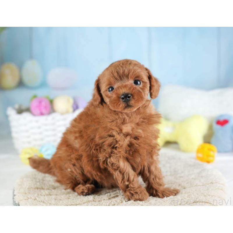 販売中の埼玉県のトイプードル-451105の7枚目