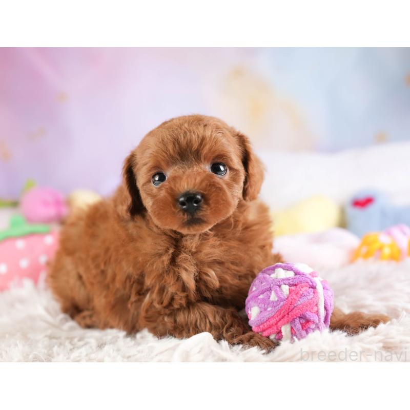 販売中の埼玉県のトイプードル-451105の6枚目