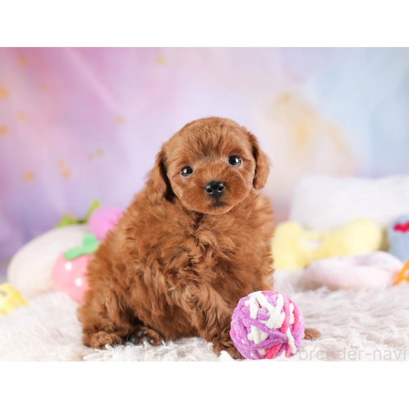 販売中の埼玉県のトイプードル-451105の5枚目