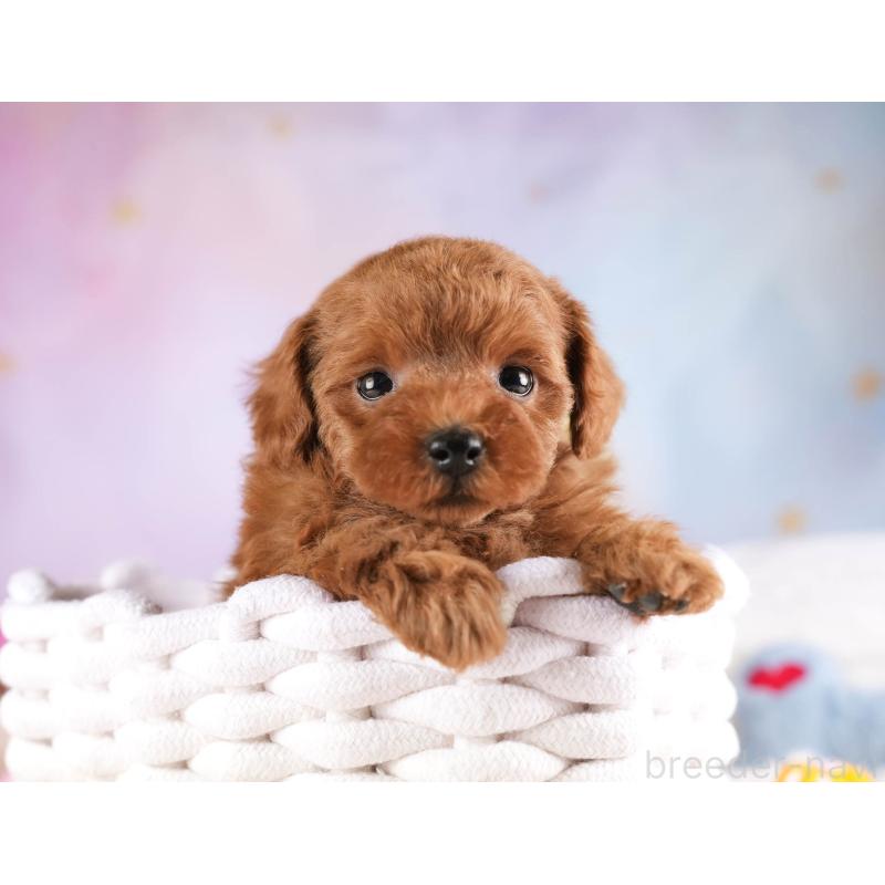 販売中の埼玉県のトイプードル-451105の4枚目