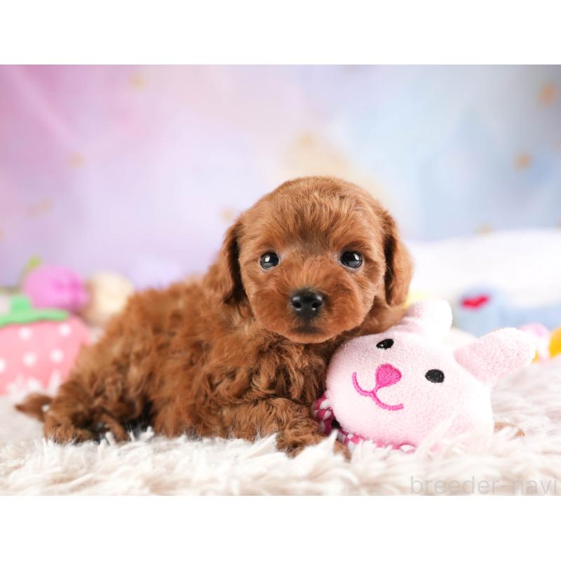 販売中の埼玉県のトイプードル-451105の3枚目