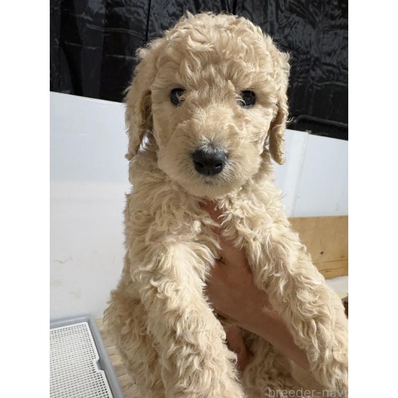 販売中の愛知県のスタンダードプードル-437230