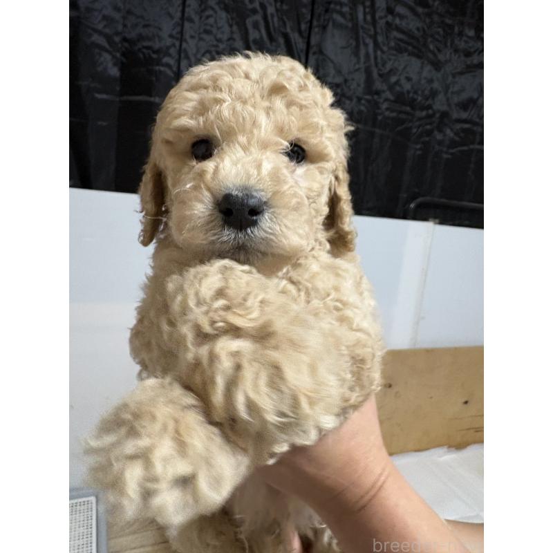販売中の愛知県のスタンダードプードル-437226