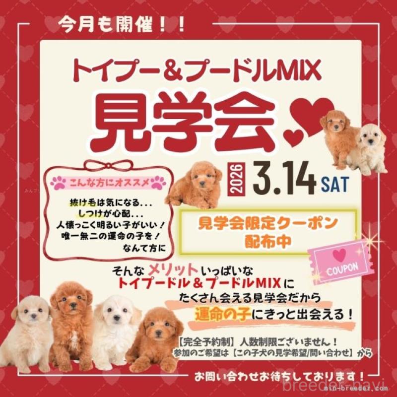 販売中の栃木県のポメプー:ポメラニアン×トイプードル-451272の17枚目