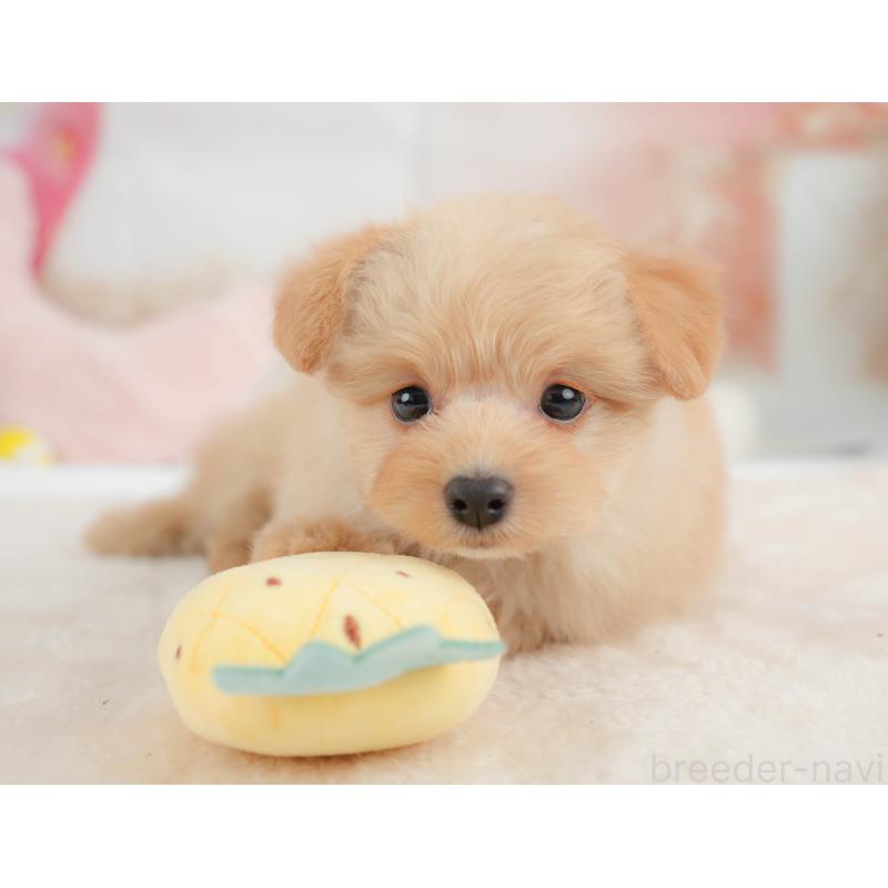 販売中の栃木県のポメプー:ポメラニアン×トイプードル-451272