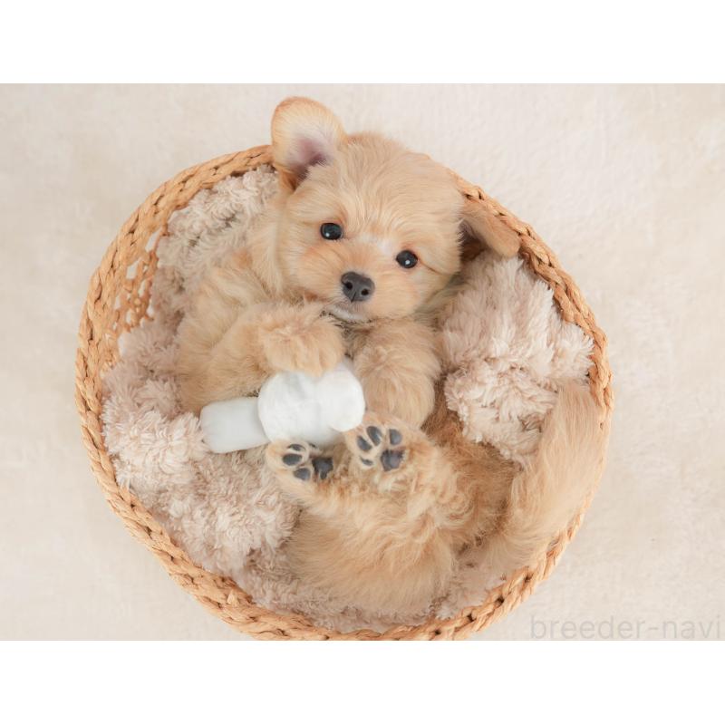 販売中の栃木県のポメプー:ポメラニアン×トイプードル-451272の11枚目