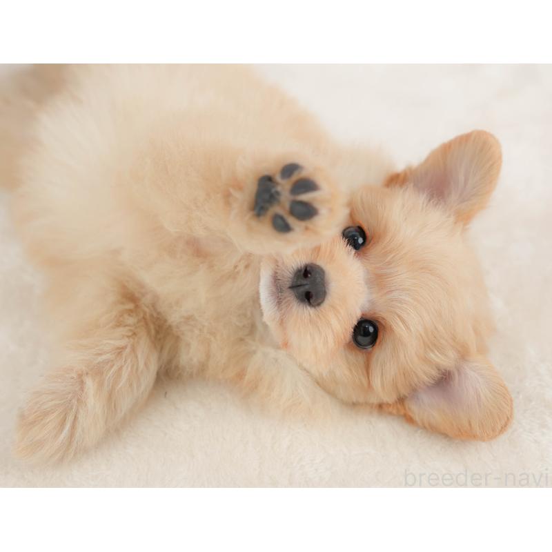 販売中の栃木県のポメプー:ポメラニアン×トイプードル-451272の10枚目