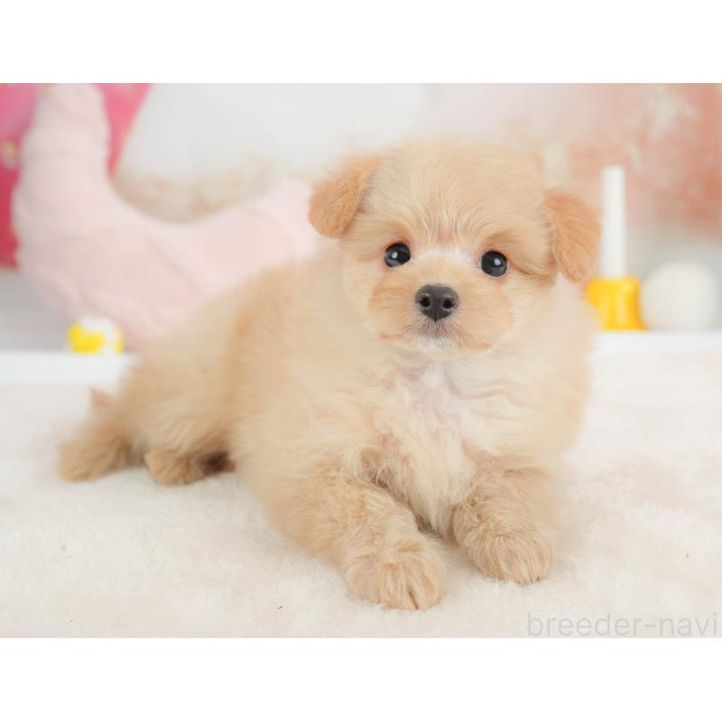 販売中の栃木県のポメプー:ポメラニアン×トイプードル-451272の9枚目