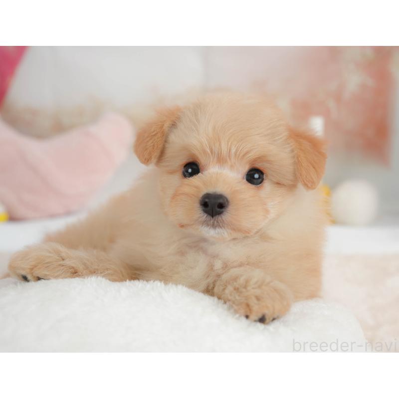 販売中の栃木県のポメプー:ポメラニアン×トイプードル-451272の6枚目