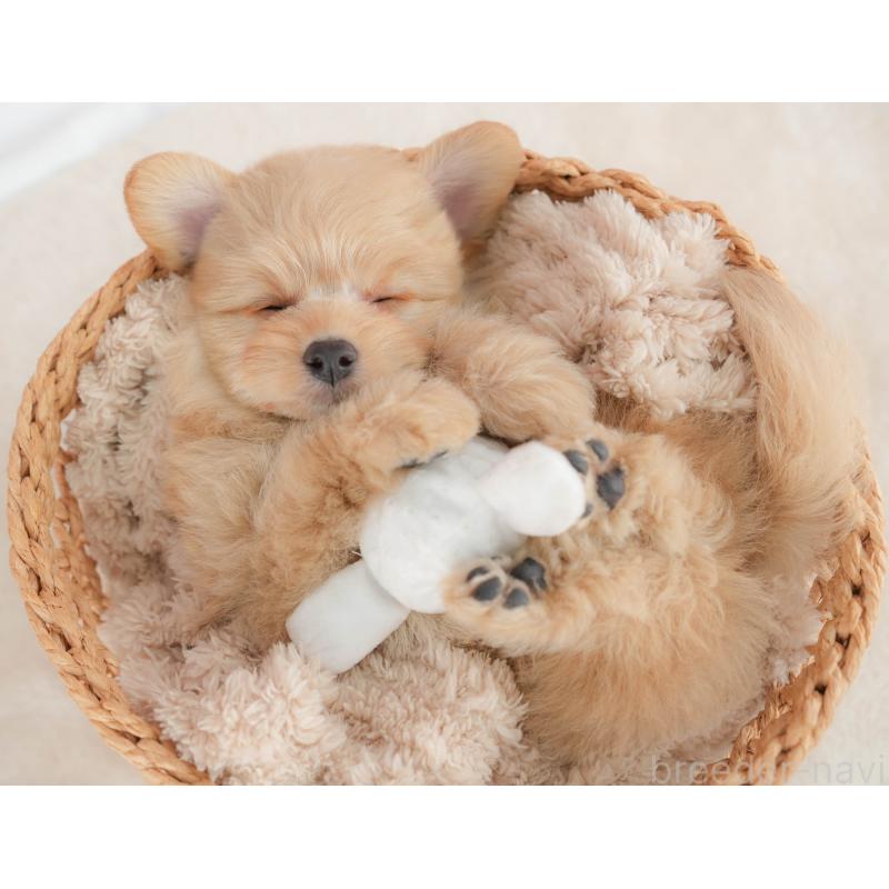 販売中の栃木県のポメプー:ポメラニアン×トイプードル-451272の5枚目