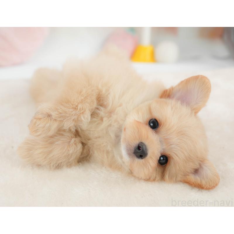 販売中の栃木県のポメプー:ポメラニアン×トイプードル-451272の4枚目