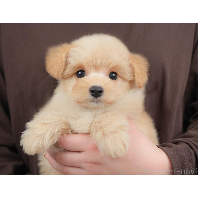 販売中の栃木県のポメプー:ポメラニアン×トイプードル-451272の3枚目