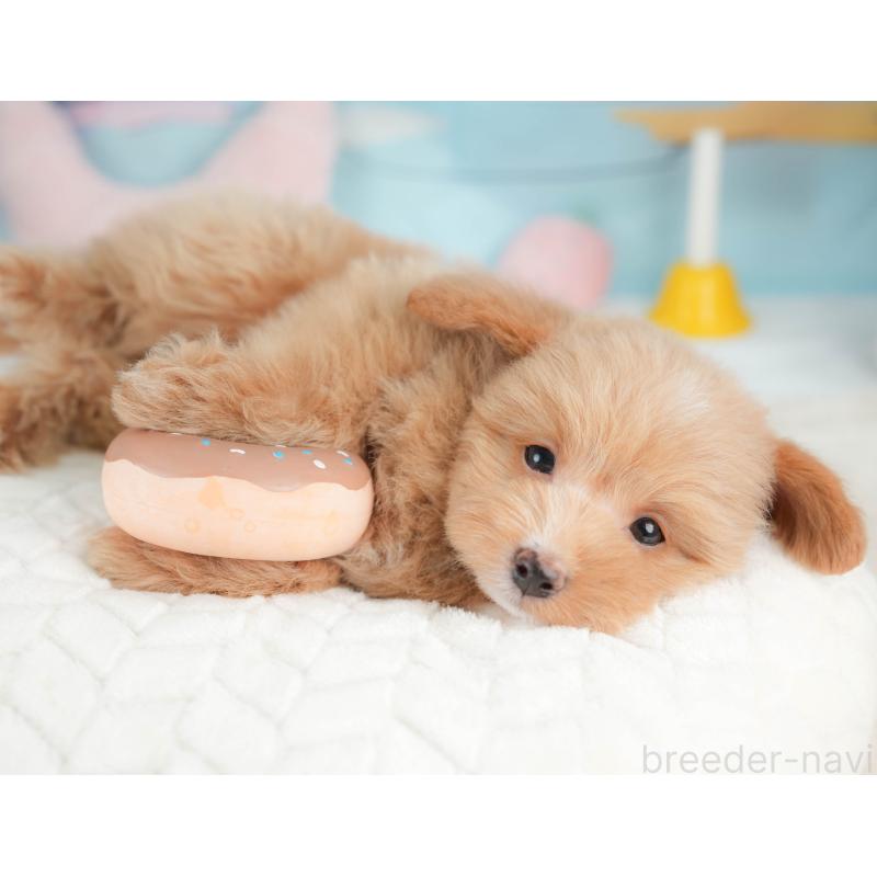 販売中の栃木県のポメプー:ポメラニアン×トイプードル-451270の11枚目