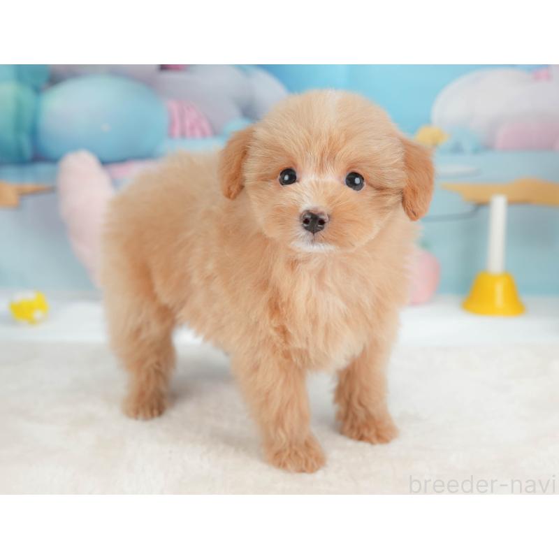 販売中の栃木県のポメプー:ポメラニアン×トイプードル-451270の10枚目