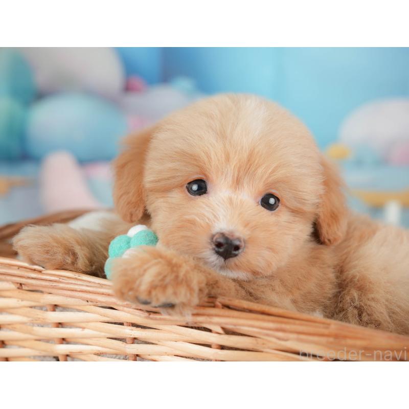 販売中の栃木県のポメプー:ポメラニアン×トイプードル-451270の9枚目